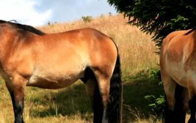 Fachbeitrag von Finn Lux: Mimik und Ausdrucksverhalten von Pferden