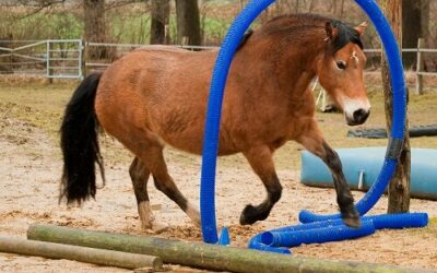 Nächste Termine: Horse-Agility Trainingsstunden -/tage