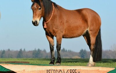 Mehr-Pferdewippe im Horse-Agility