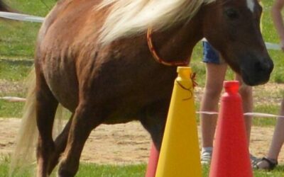 True Horse Agility- Aufgaben im Parcours