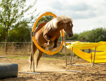 true horse agility reifensprung