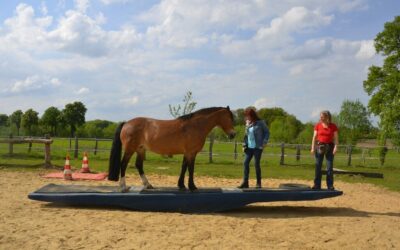 Agility mit Pferden bei HundKatzeMaus