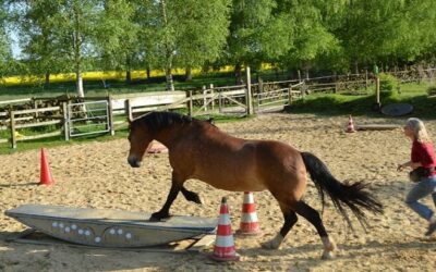 Horse-Agility im Frühling