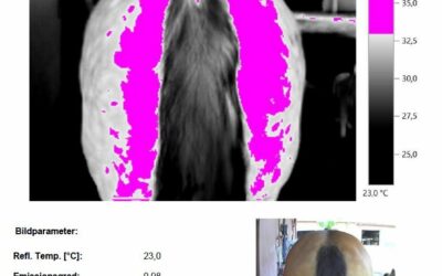 Pferdewippen thermografisch untersucht