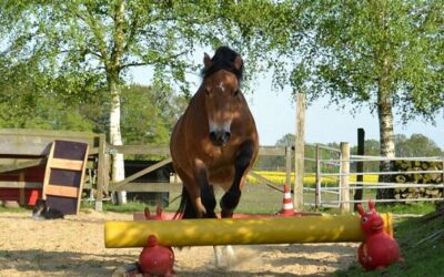 Himmelfahrts- Horse-Agility