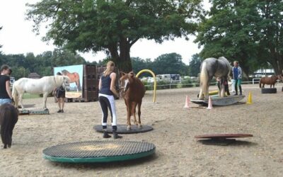 Horse-Agility-Turnier auf Hof Steigerwald am 2. September 2017