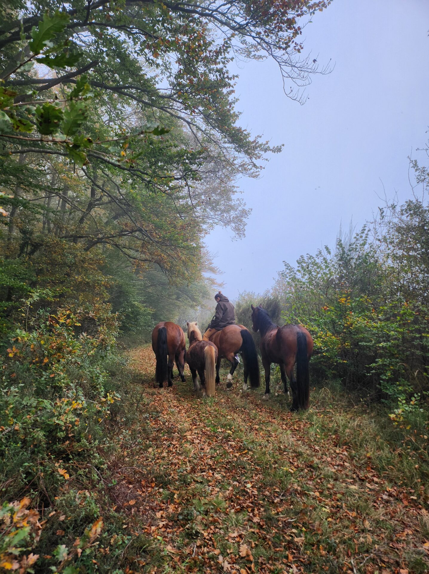 Reiten mit Clicker